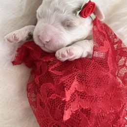 Labradoodle Puppies from Uintah Basin Doodles
