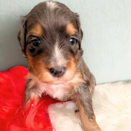 Rio (red ribbon) - Blue merle male Bernedoodle puppy in Fallbrook, California from BFF Bernedoodles