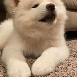 American Corgis and Japanese Akitainus from Tripple Fam