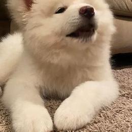 American Corgis and Japanese Akitainus from Tripple Fam