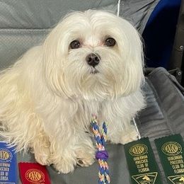 Maltese from Miller's Maltese Puppies