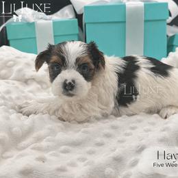 Hayes - male Yorkshire Terrier puppy in Scottsdale, Arizona from Lil Luxe Pups