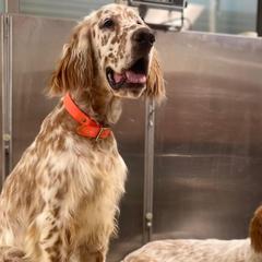English Setters and German Shorthaired Pointers from CMC Farms
