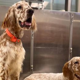 English Setters and German Shorthaired Pointers from CMC Farms