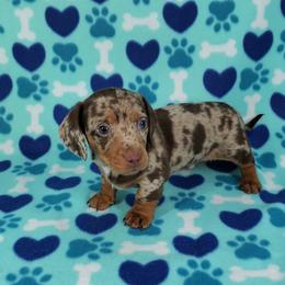 Dachshund Puppies from Newbern's Nuggets