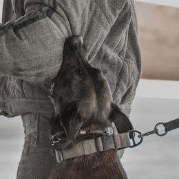 Belgian Malinois and xDutch Shepherd All Grown Up from Alliance K9