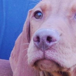 Vizslas from Shadow Creek Kennel