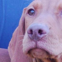 Vizslas from Shadow Creek Kennel
