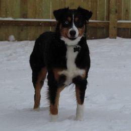 Miniature Australian Shepherd Puppies from KJs Rockin Aussies