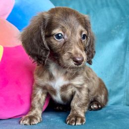 Max (AKC - 2600) - Chocolate male Dachshund puppy in Krum, Texas from Tired Chef Dachshunds