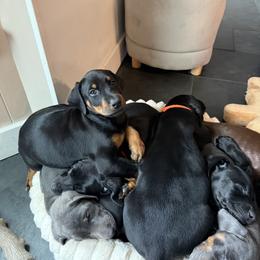Doberman Pinscher Puppies from Haus of Hound