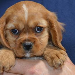 Aaron - Ruby male Cavalier King Charles Spaniel puppy in Townville, South Carolina from Mid Lake Cavaliers