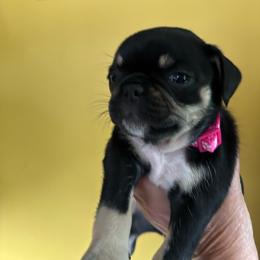 Dark Pink Collar - Black female Pug puppy in Belmont, New Hampshire from Crazy Pugs Haven