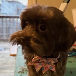 Yorkshire Terriers from Dream Yorkies