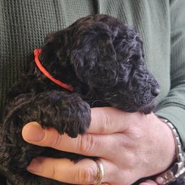 Boy 7 - male Double Doodle puppy in Jeddo, Michigan from Bert's Doodles