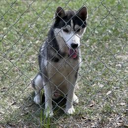 Bubby - Siberian Husky
