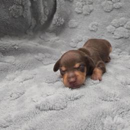 Green - Chocolate and tan male Dachshund puppy in Mulberry, Florida from J's Mini Dachshunds