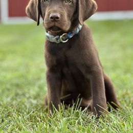 Labrador Retriever Puppies from Northrop Farm