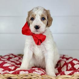 Fudge - Red Collar - Parti male Goldendoodle puppy in The Woodlands, Texas from Golden Fields Doodles