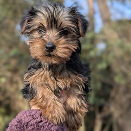 Yorkshire Terrier Puppies from Ariadna Boyd