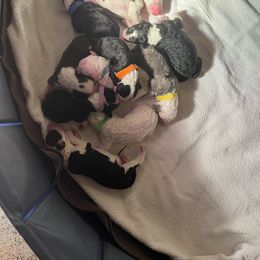 Sheepadoodle Puppies from Sadies Sheepadoodles