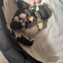 Sheepadoodle Puppies from Sadies Sheepadoodles