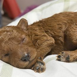 Coral - Red female Cavapoo puppy in Fort Worth, Texas from Aloha Paradise Poodles LLC