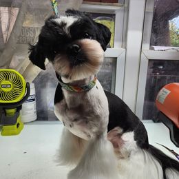 Clark Kent - Shih Tzu