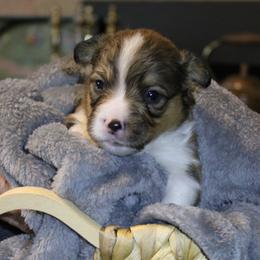 Rip - Sable male Pembroke Welsh Corgi puppy in Purcellville, Virginia from Rhone River Farm Pembroke Welsh Corgis