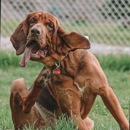 Huckleberry - Bloodhound