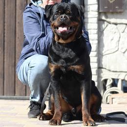 Isaac Teren - Black and mahogany male Rottweiler puppy in Catawissa, Pennsylvania from Sharp Ridge Rottweilers