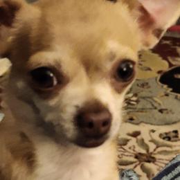 Chihuahuas from Sheryl's Chihuahuas
