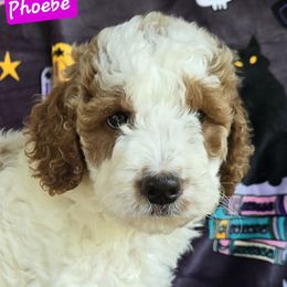 Phoebe - Parti female Goldendoodle puppy in Seymour, Tennessee from Lollie's Doodles