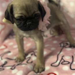 Pug Puppies from Berg Family