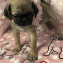 Pug Puppies from Berg Family