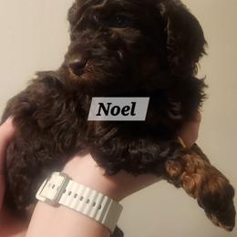Aussiedoodle Puppies from My Classy Doodles