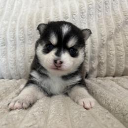 Celeste - Black and white female Pomsky puppy in Valparaiso, Indiana from Valparaiso Pomskys
