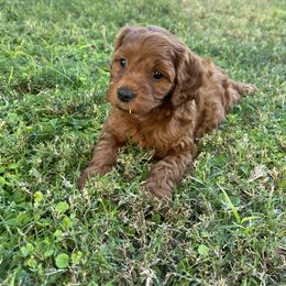 Frank - Red male Cavapoo puppy in Glendale, Arizona from Dashing Dogs