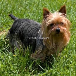 Yorkshire Terrier puppies from Tiny Tushy Lodge