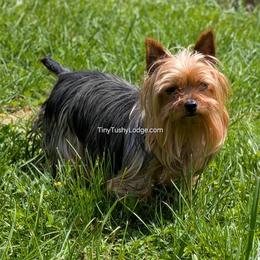 Yorkshire Terrier puppies from Tiny Tushy Lodge