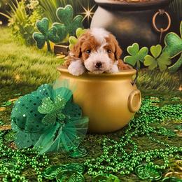 Ginger - Yellow and white female Bernedoodle puppy in Mckinney, Texas from M2 Bernedoodles