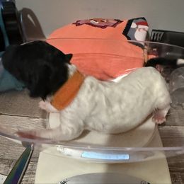 Orange collar - Parti male Poodle puppy in Iva, South Carolina from Canoe Creek Spoos