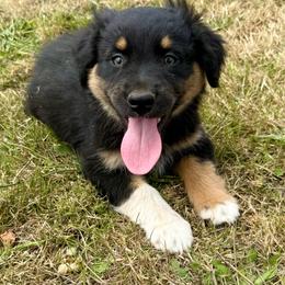 Tucker - Black tri-color male Australian Shepherd puppy in Otis, Oregon from Heritage Hill Aussies