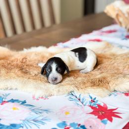 Sadie - Piebald female Dachshund puppy in Salters, South Carolina from Long-Pine Dachshund
