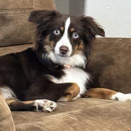 Miniature Australian Shepherds from Battle Born Mini Aussies