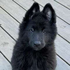 Belgian Sheepdogs and Shetland Sheepdogs from Indigo Hill Belgians & Shetland Sheepdogs