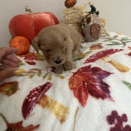 Goldendoodle Puppies from Cooper Goldendoodle