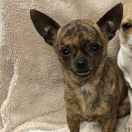 Dr Brown Bear - Chihuahua