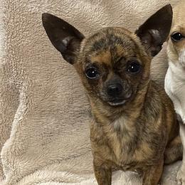 Dr Brown Bear - Chihuahua