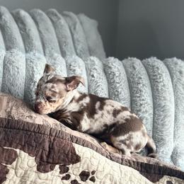 Wrangler - Merle male Chihuahua puppy in Alvord, Texas from Gift of Gods Favor